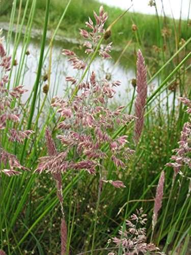 Close-up of Glyceria maxima reed plants with pinkish seed heads by a water pond in natural wetland