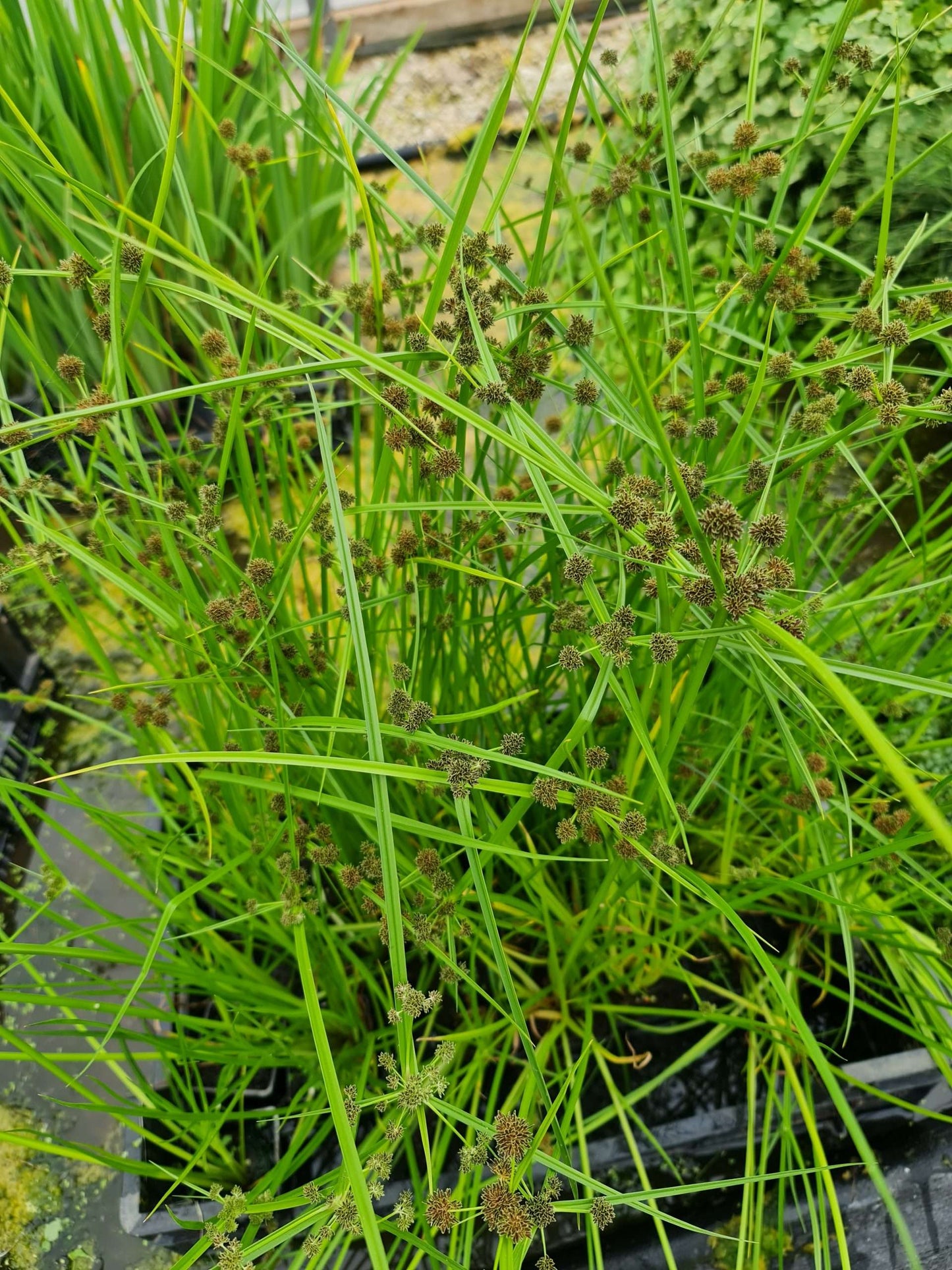 Cyperus alternifolius fuscus - Marginal Pond Plants - MP029A