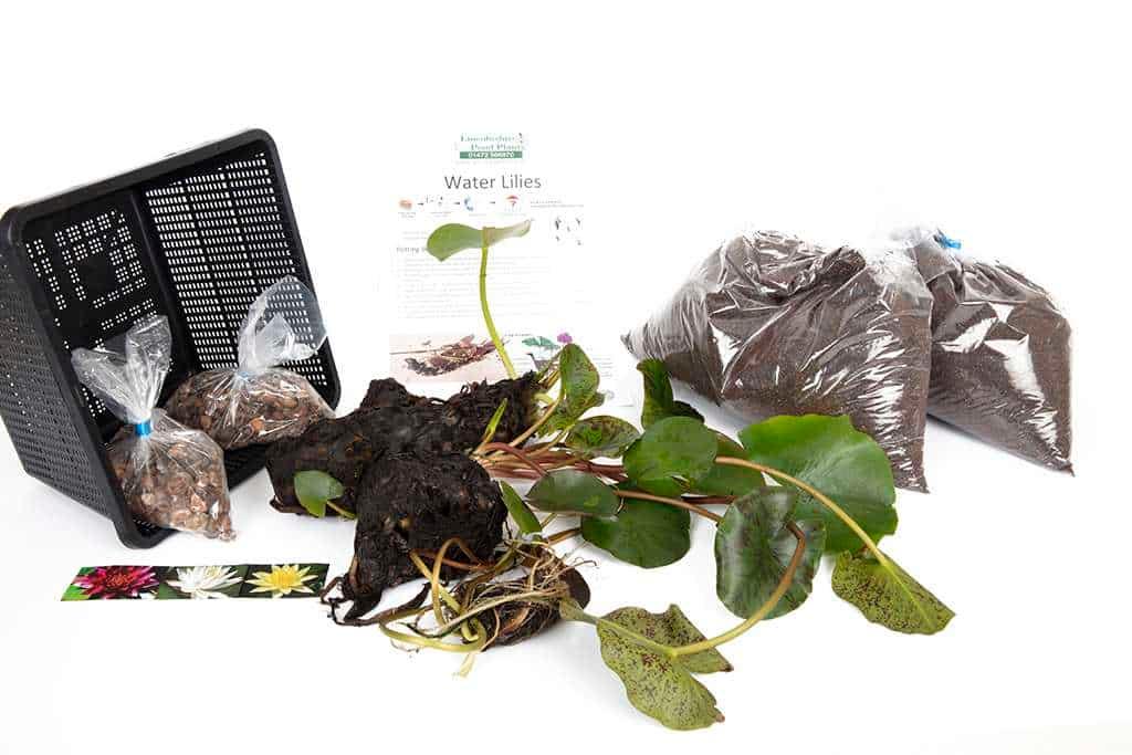 Albatross water lily - pond plants - MW01