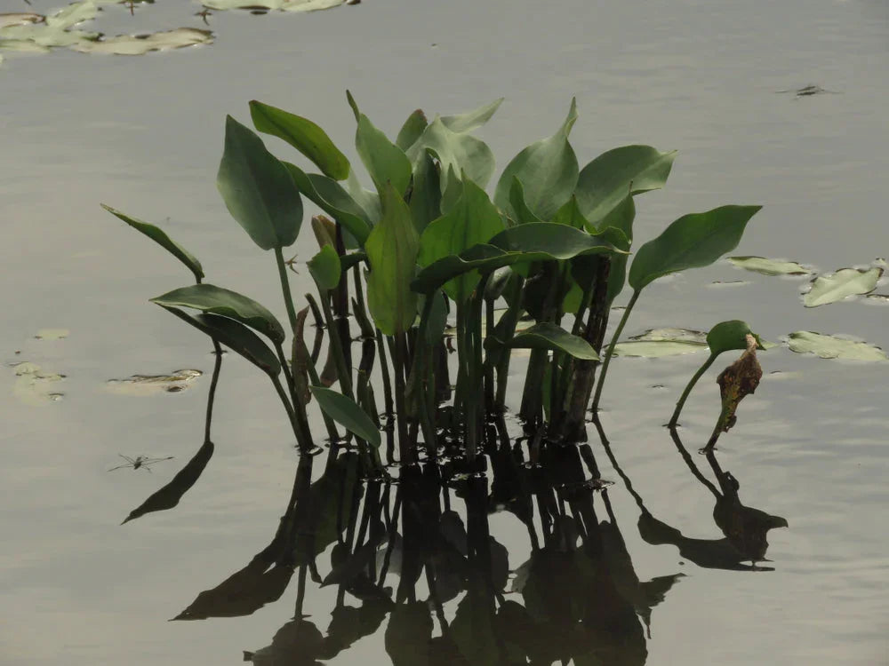 Alisma plantago aquatica (Water plantain) - Marginal Pond Plants - MP008