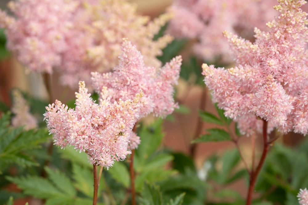 Astilbe Salmon Pink (Strassenfeder) - BP015A Packs