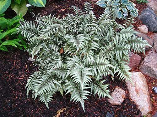 Athyrium niponicum 'Metallicum' - Marginal Pond Plants - BP016