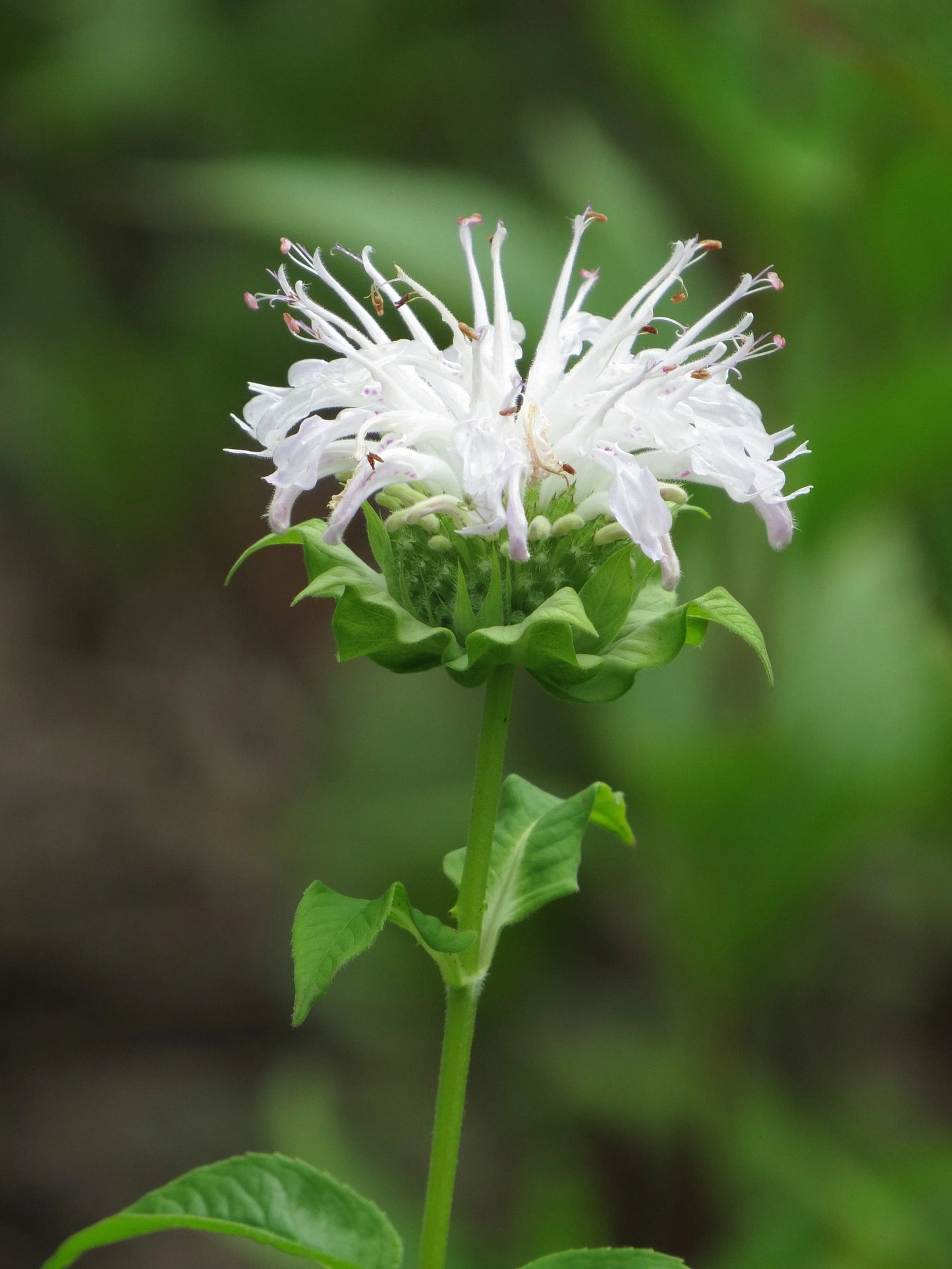 Monarda 'Bee-Bright' - Marginal Pond Plants - BP085A