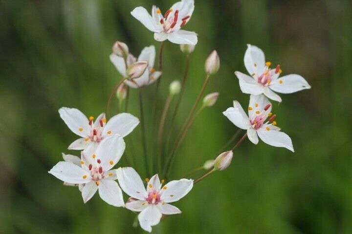 Butomus umbellatus 'Schneeweißchen' - Marginal Pond Plants - MP012