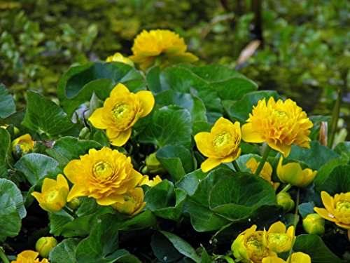 Caltha palustris plena (Double marsh marigold) - Marginal Pond Plants - MP017
