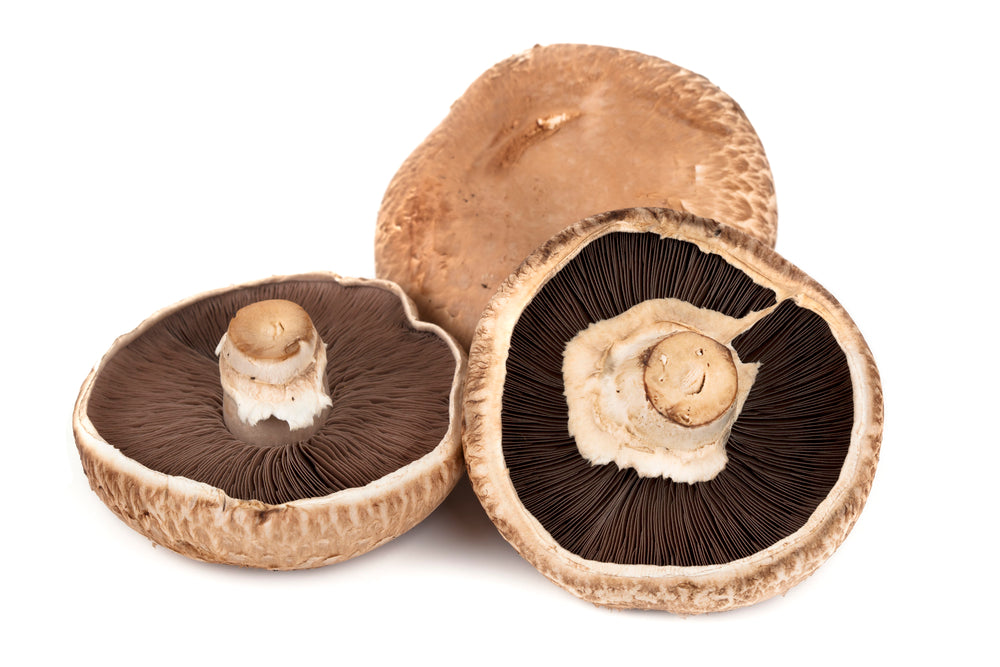 Portobello Mushroom