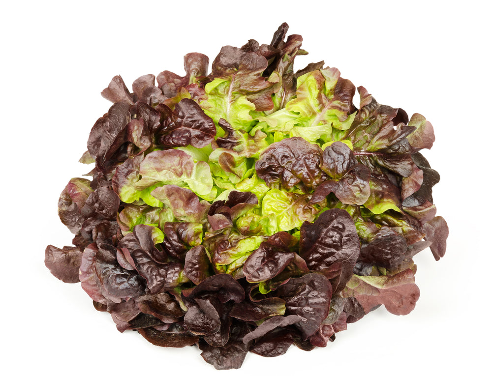 Oakleaf Lettuce (Loose-Leaf)