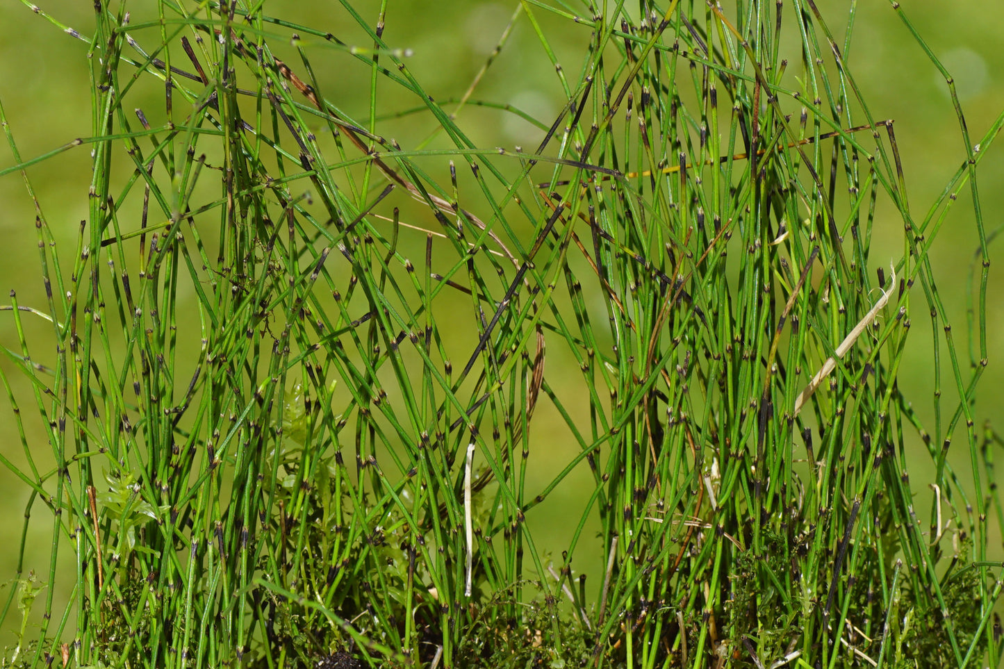 Equisetum scirpoides (Bushy horsetail) - MP037 Packs
