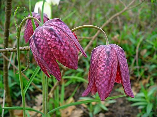 Fritillaria meleagris (Snakes head fritillary) - Marginal Pond Plants - BP041