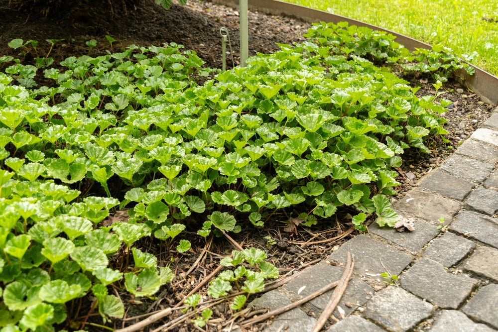 Gunnera Magellanica - BP043 Packs