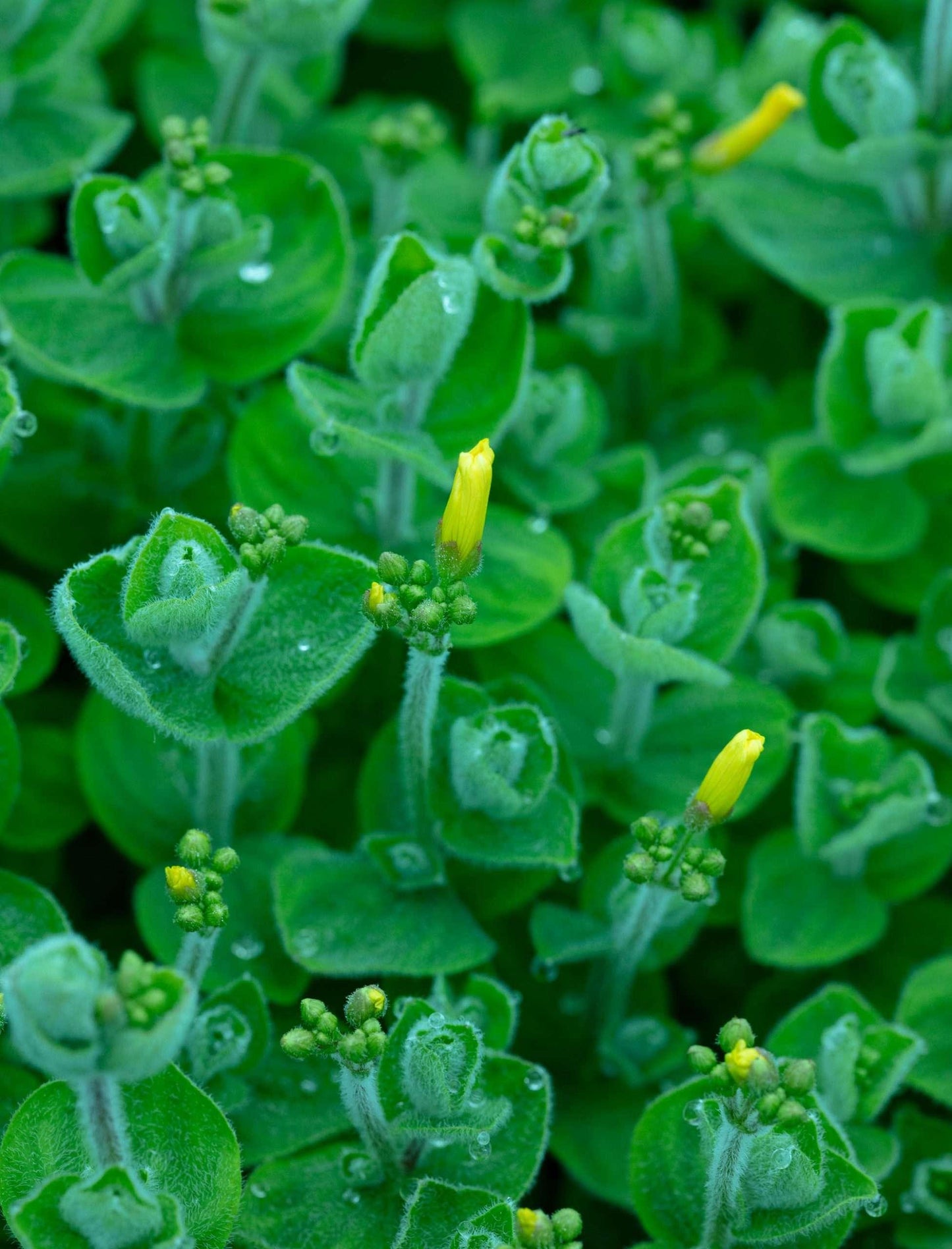 Hypericum elodes (Marsh St John’s Wort) - Marginal Pond Plants - MP047