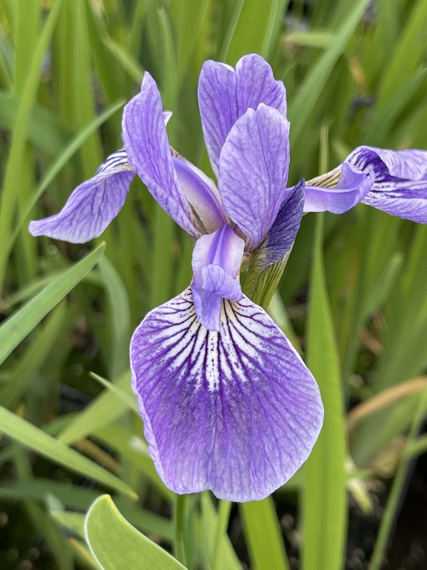Iris versicolor (Blue flag or Poison flag) - Marginal Pond Plants - MP060