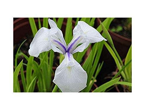 Iris laevigata ‘Snowdrift’ - Marginal Pond Plants - MP049