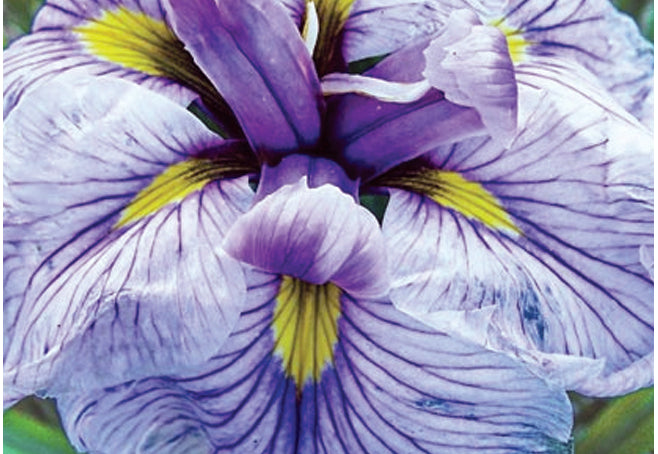 Iris Ensata "Greywoods Catrina" - BP061 Packs