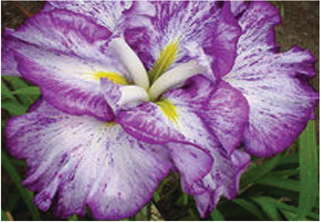 Iris Ensata "Harlequinesque" - BP063 Packs