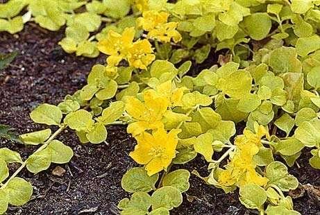 Lysimachia nummularia aurea - Marginal Pond Plants - MP074