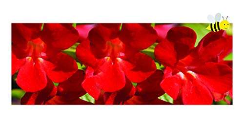 Mimulus cupreus ‘Red Emperor’ - Marginal Pond Plants - MP080