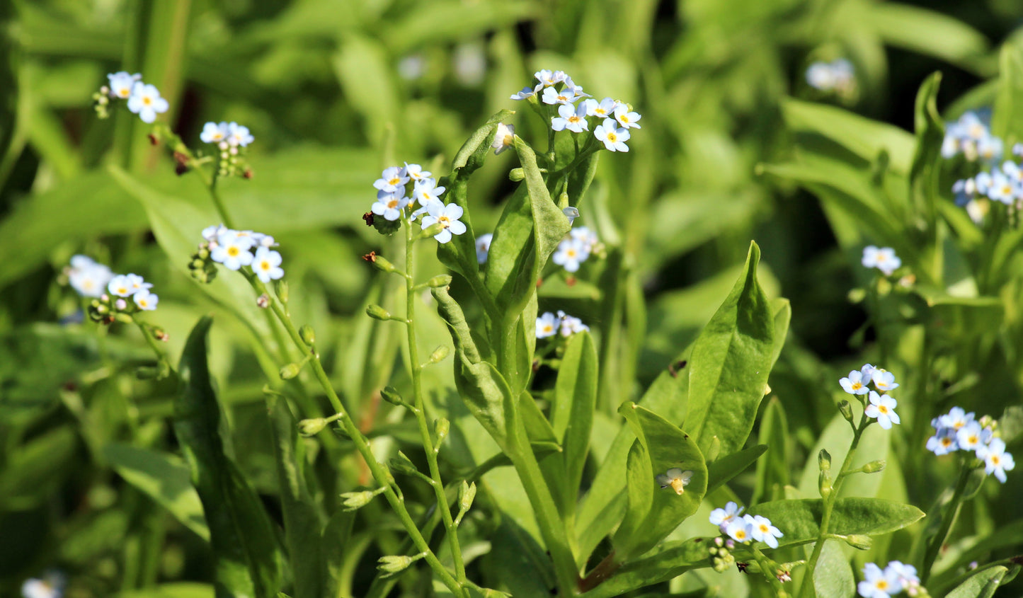 Myosotis scorpioides (Water forget-me-not) - MP084 Packs