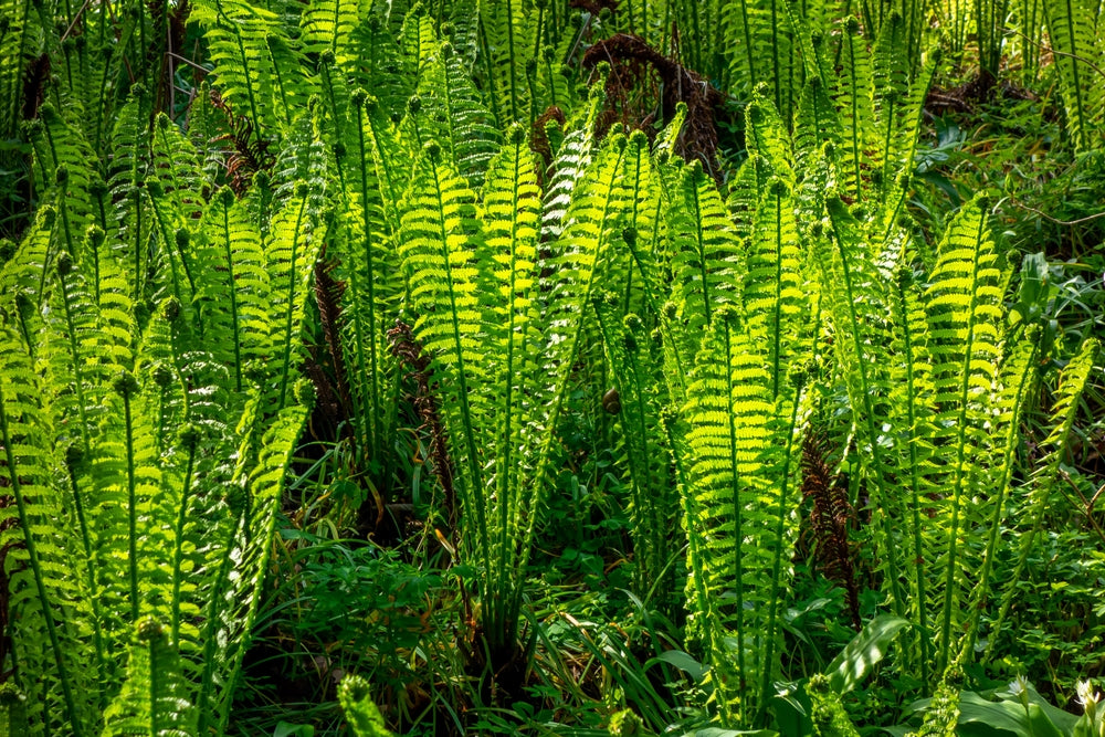 Osmunda regalis - Marginal Pond Plants - BP080A