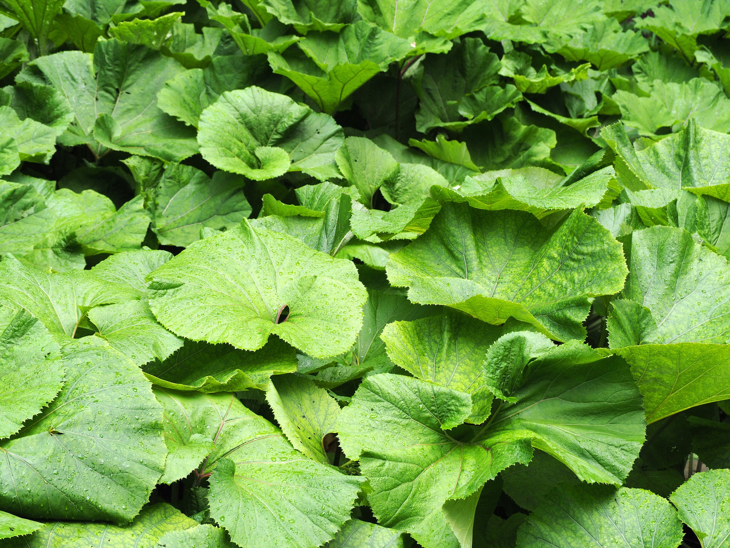 Petasites Japonicus Giganteus - MP089B Packs