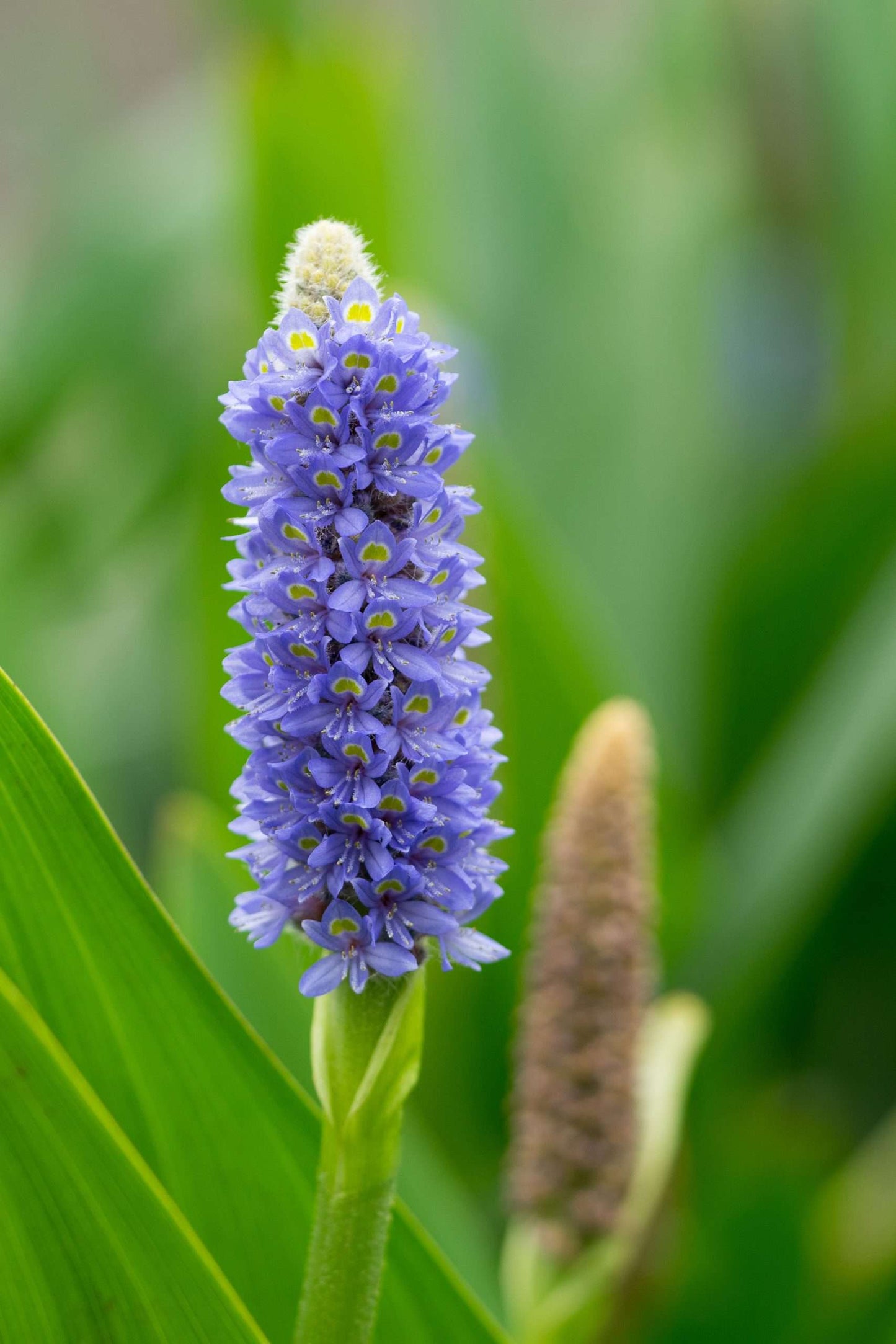 Pontederia cordata (Pickerel weed) - Marginal Pond Plants - MP092