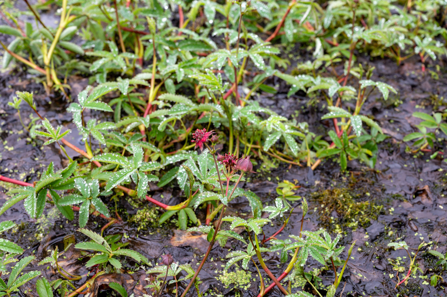Potentilla palustris (Marsh cinquefoil) - MP096 Packs