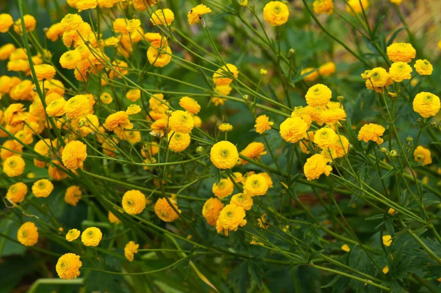 Ranunculus Acris (batchelor buttons) - Marginal Pond Plants - MP098
