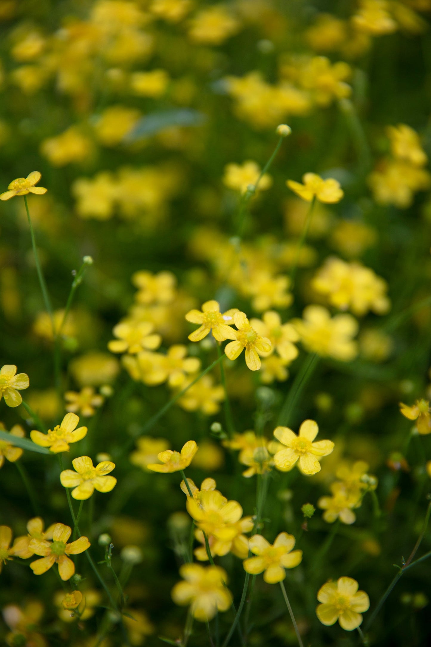 Ranunculus flammula (Lesser spearwort) - MP099 Packs