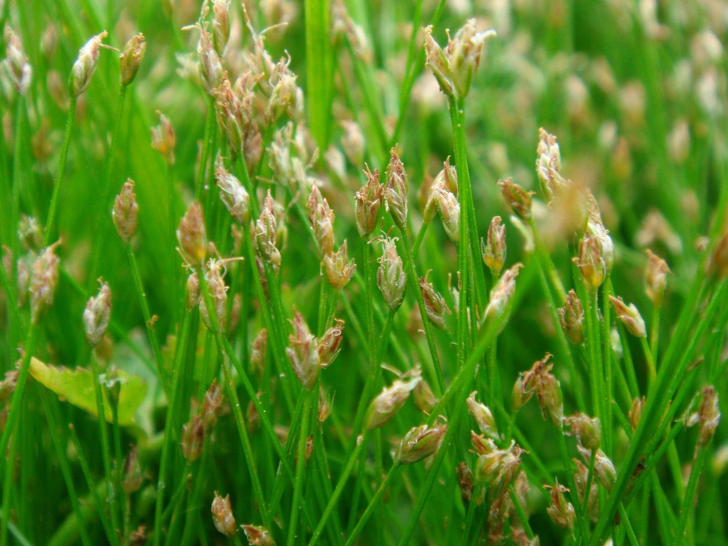Eleocharis acicularis (Dwarf Hairgrass) - Marginal Pond Plants - Pond Plants - Water Plants - OX005
