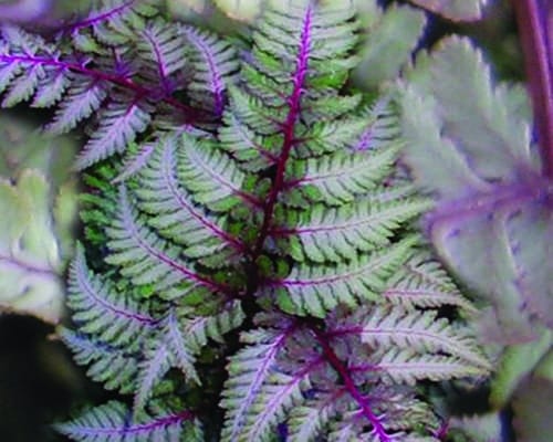 Athyrium niponicum 'Pewter Lace' - Marginal Pond Plants - BP017