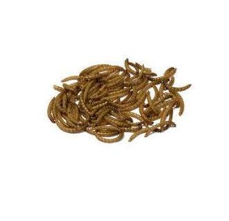 Bucktons Mealworms - North East Pet Shop Mealworms