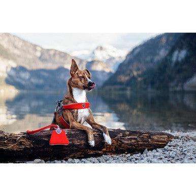 Coralpina Leash Cinquetorri Red 1.1m x 1.4cm x 1cm - North East Pet Shop Coralpina