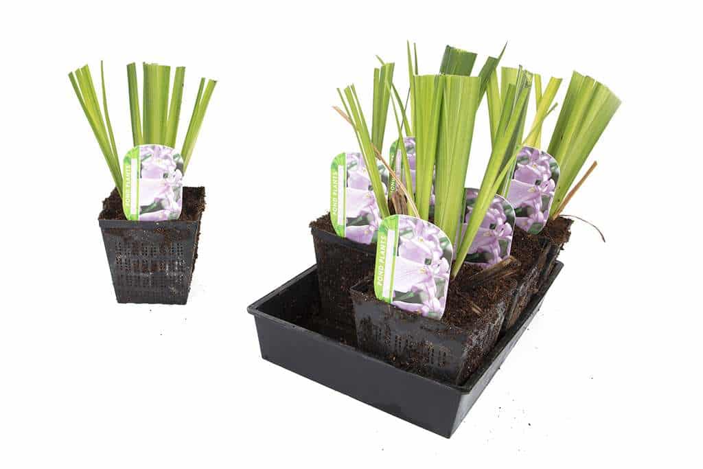 Iris ensata Darling - Marginal Pond Plants - BP053