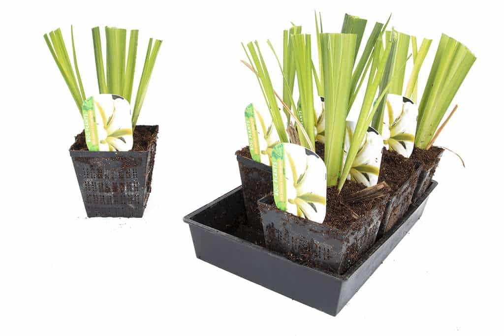 Iris ensata 'Goldbound' - Marginal Pond Plants - BP062