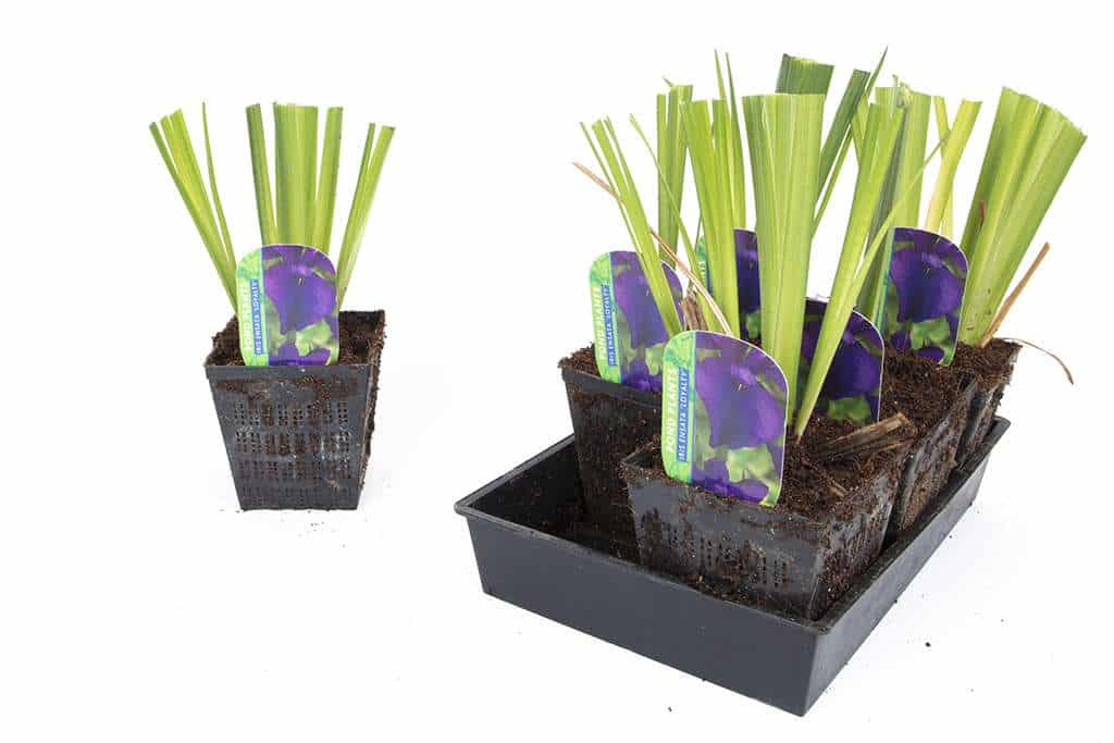 Iris ensata 'Loyalty' - BP064 Packs