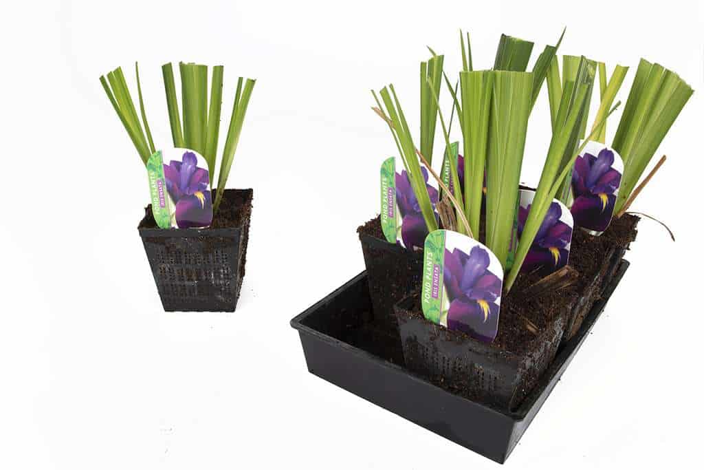 Iris ensata (Iris kaempferi) - Marginal Pond Plants - BP049