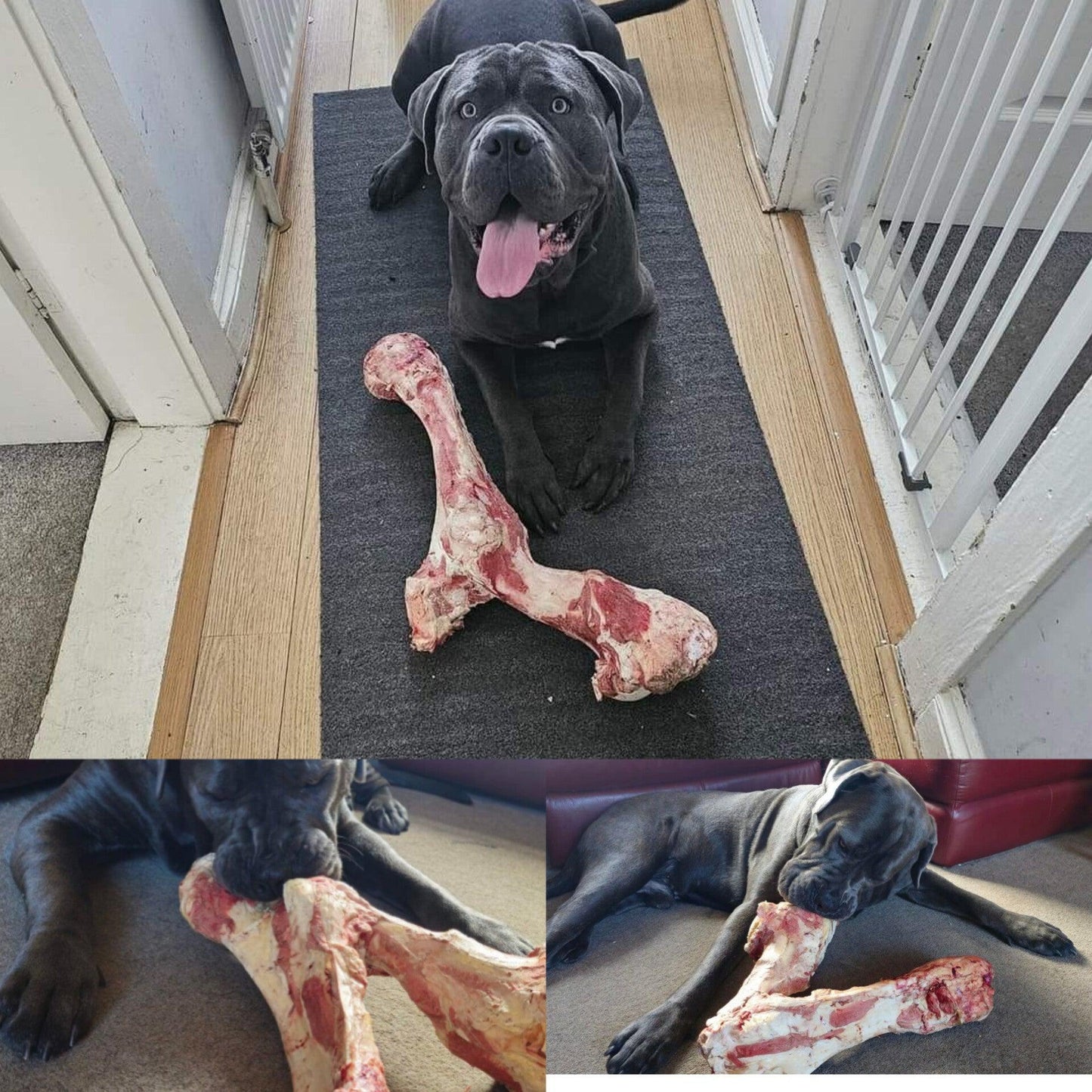Extra Large Beef Bone - Tripefactory Sunderland - Raw Frozen Treats - North East Pet Shop Tripefactory Sunderland