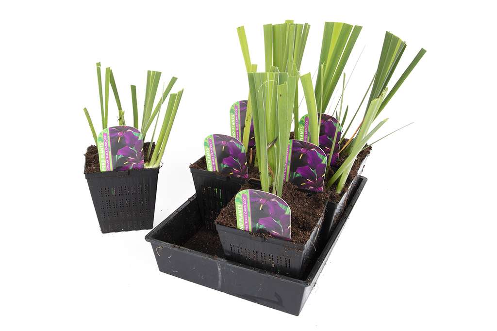 Iris louisiana ‘Black Gamecock’ - Marginal Pond Plants - MP052