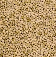 JJ Milletseed White French - North East Pet Shop Millet