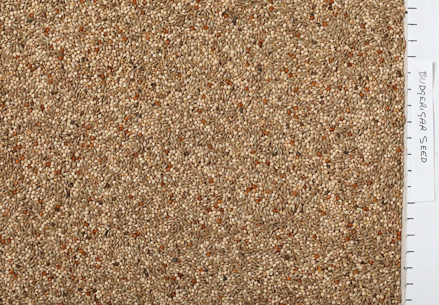 Johnston & Jeff Budgerigar Seed - North East Pet Shop Johnston & Jeff