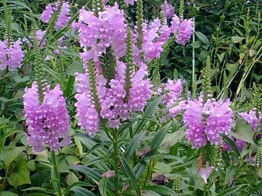 Physostegia virginiana (Obedient plant) - Marginal Pond Plants - MBP094
