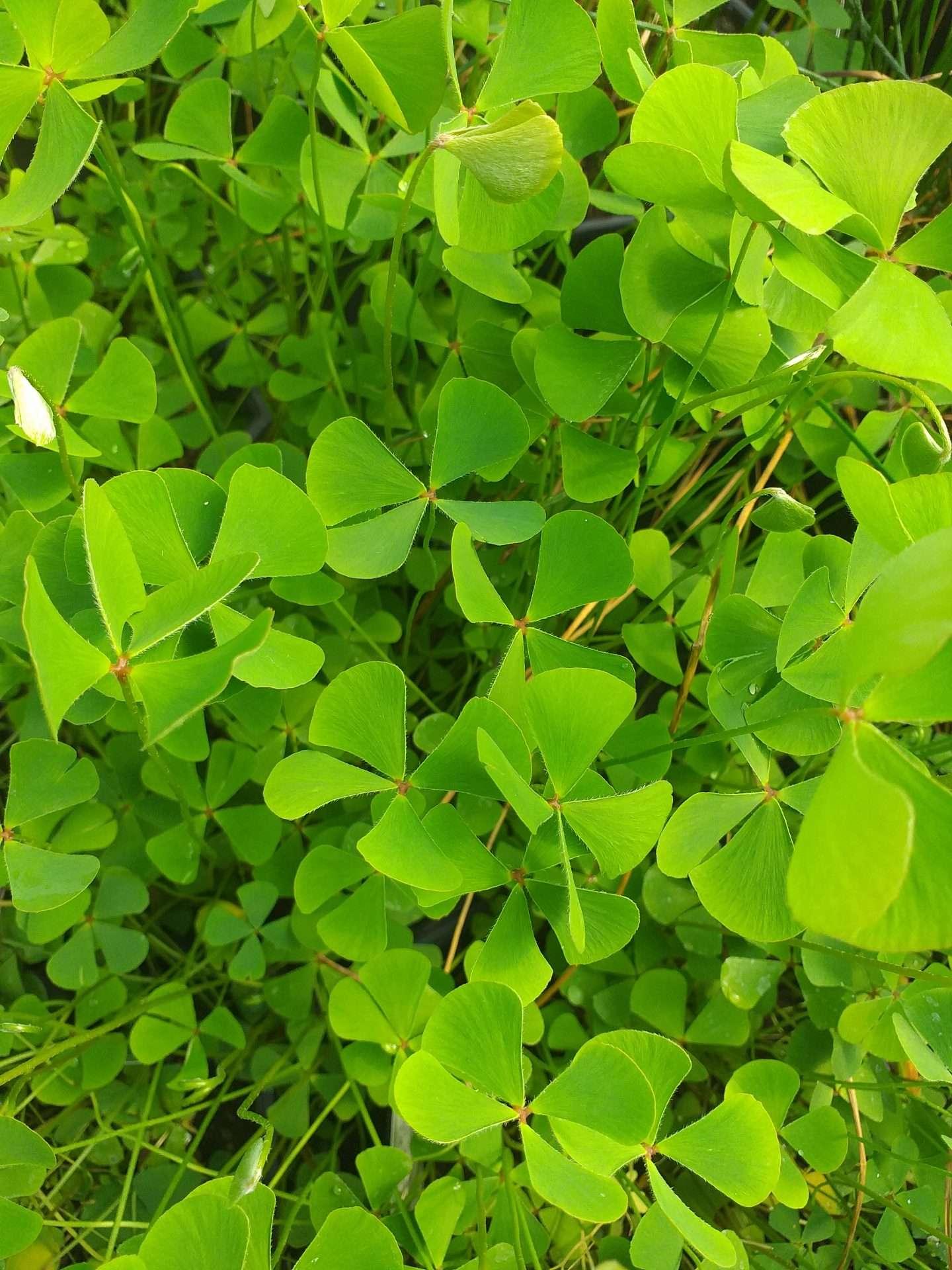 Marsilea quadrifolia (Water shamrock or Upright water clover) - Marginal Pond Plants - Pond Plants - Water Plants - OX014