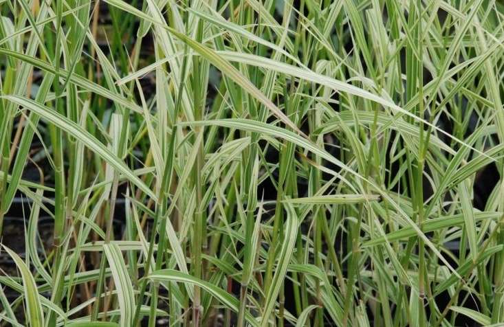 Phragmites karka variegata - Marginal Pond Plants - MP091B