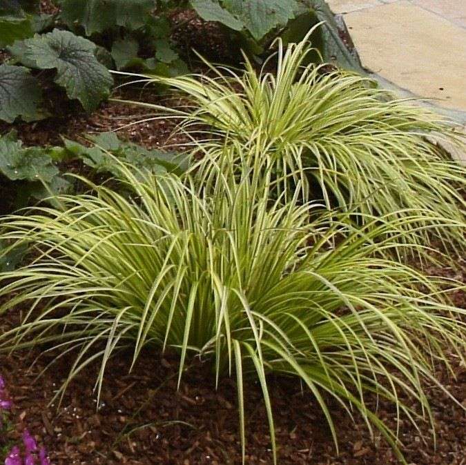 Acorus gramineus Ogon (Golden Variegated) - Marginal Pond Plants - MP004