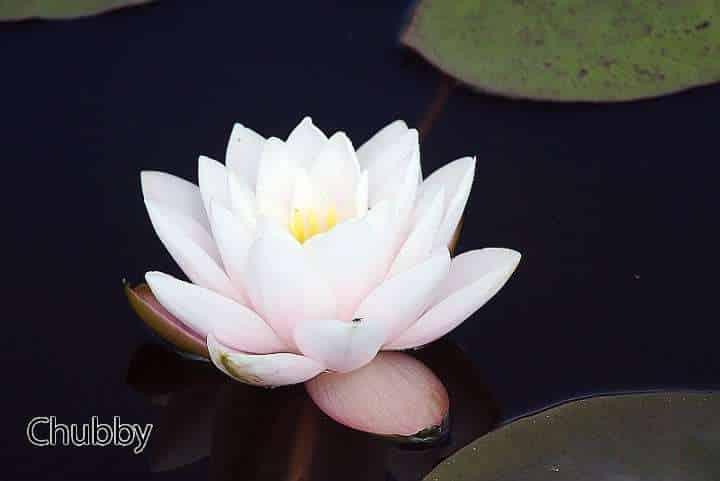 Chubby water lily - pond plants water lilies aquatic plants