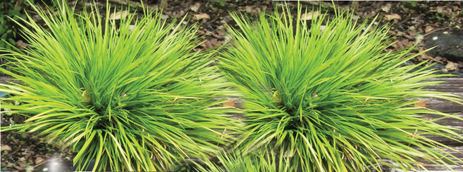 Acorus gramineus Pusillus - Marginal Pond Plants - MP005