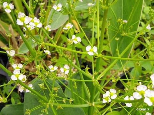 Alisma parviflorum (American Plantain) - Marginal Pond Plants - MP007
