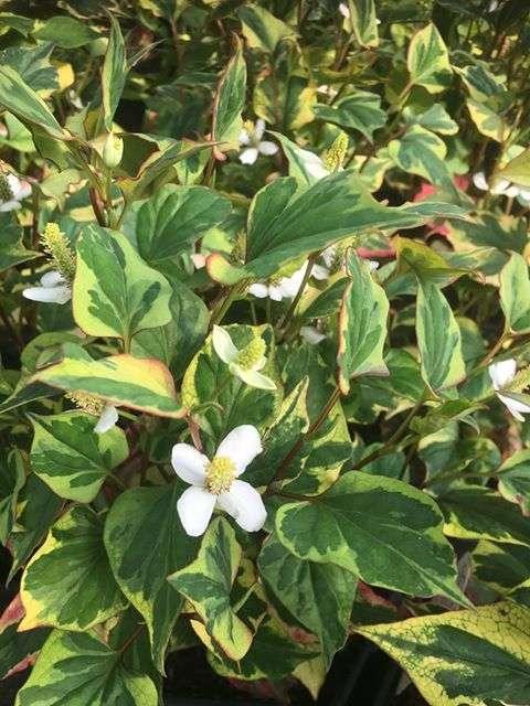 Houttuynia cordata ‘Boo Boo’ - Marginal Pond Plants - MP043