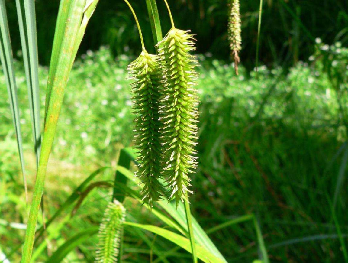 Carex pseudocyperus (Cyperus sedge) - Marginal Pond Plants - MBP025