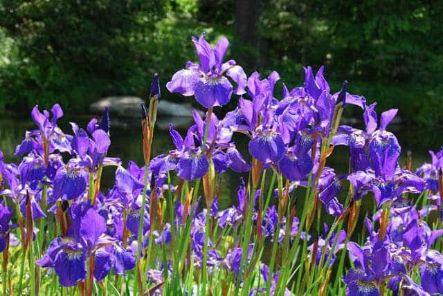 Iris sibirica (Siberian flag) - Marginal Pond Plants - BP068